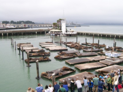 Sea Lions in the San Fran Harbor