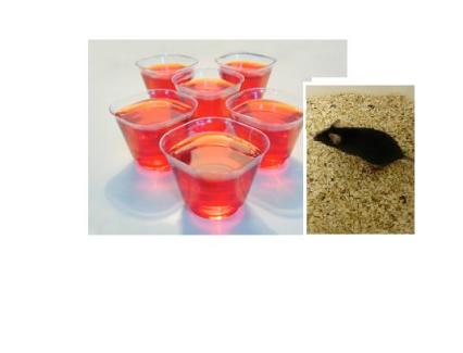 Do mice heart jello shots? What affects does it have on the circadian timing system?